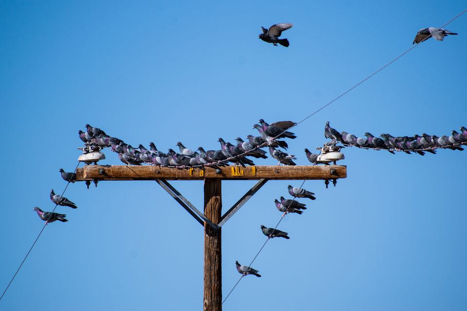 A flock of pigeons landing on a power pole crossbar